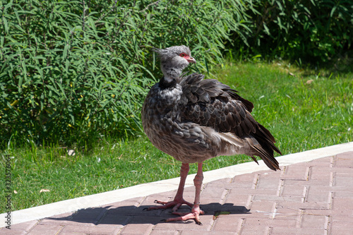 Kamichi à collier, oiseau d'Amérique du Sud photo