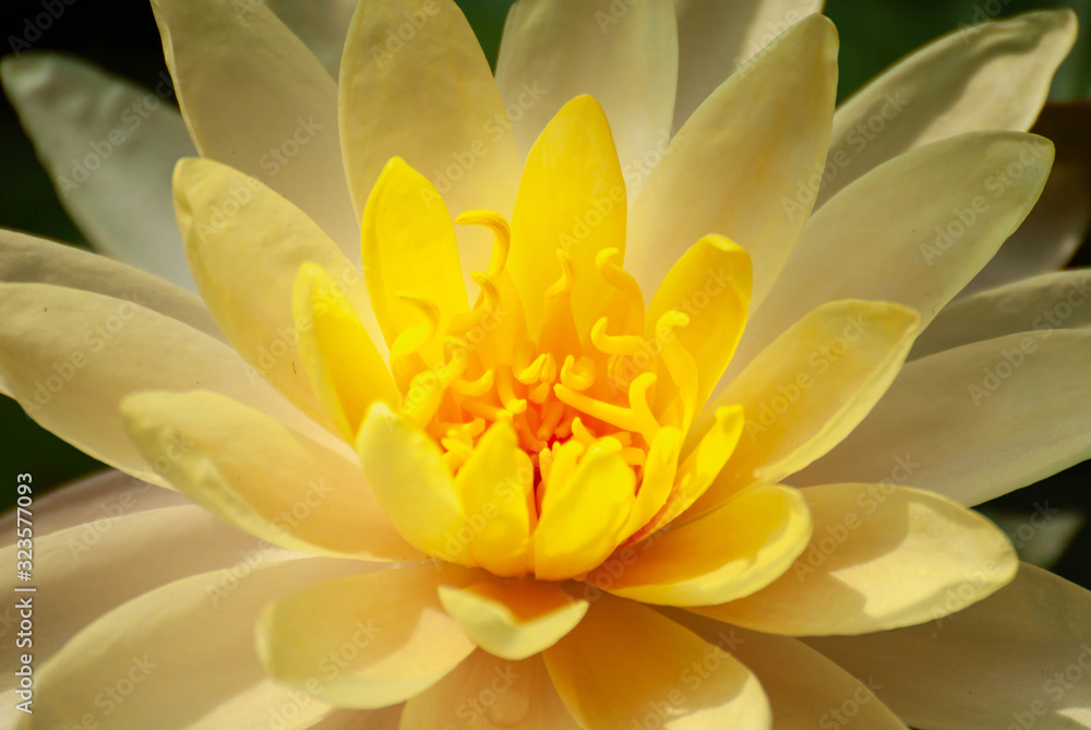 Light yellow lotus flower and morning sun Light yellow lotus flower and morning sun