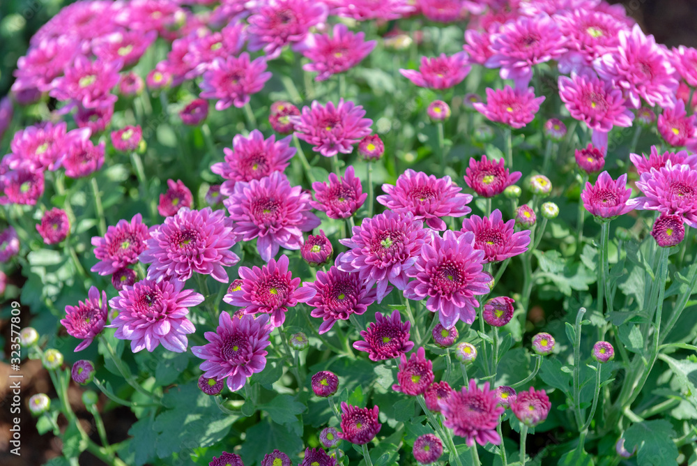 Dahlia flowers purple in the garden