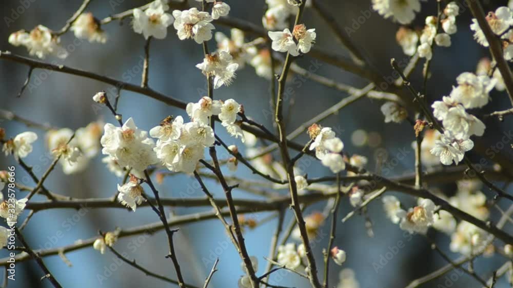 blooming cherry tree in spring blooming cherry tree in spring