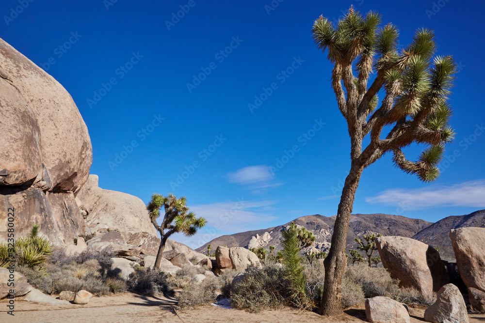 Joshua trees growing out of rugged rock formations on a stark desert landscape Joshua trees growing out of rugged rock formations on a stark desert landscape