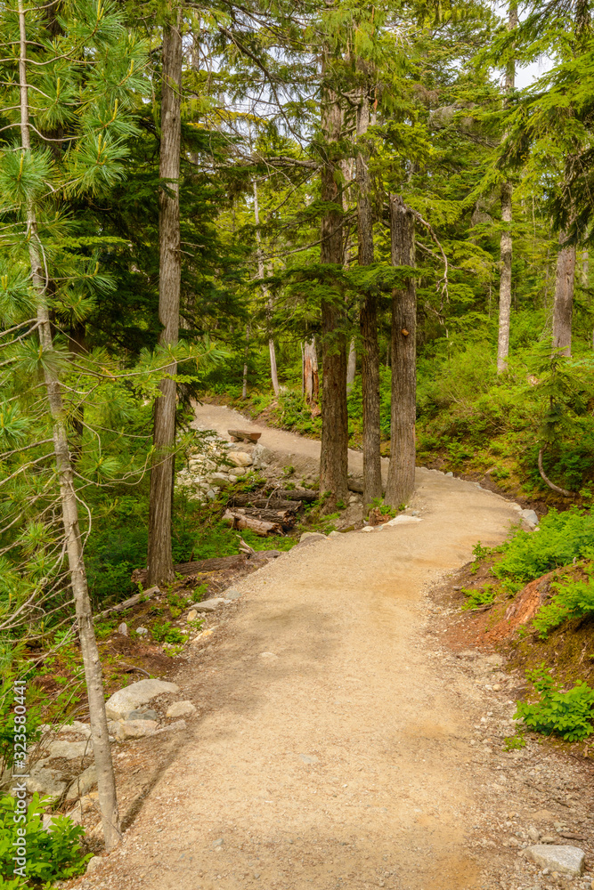 Fragment of Panorama Trail in Sea to Sky Gondola Park in Vancouver, Canada.