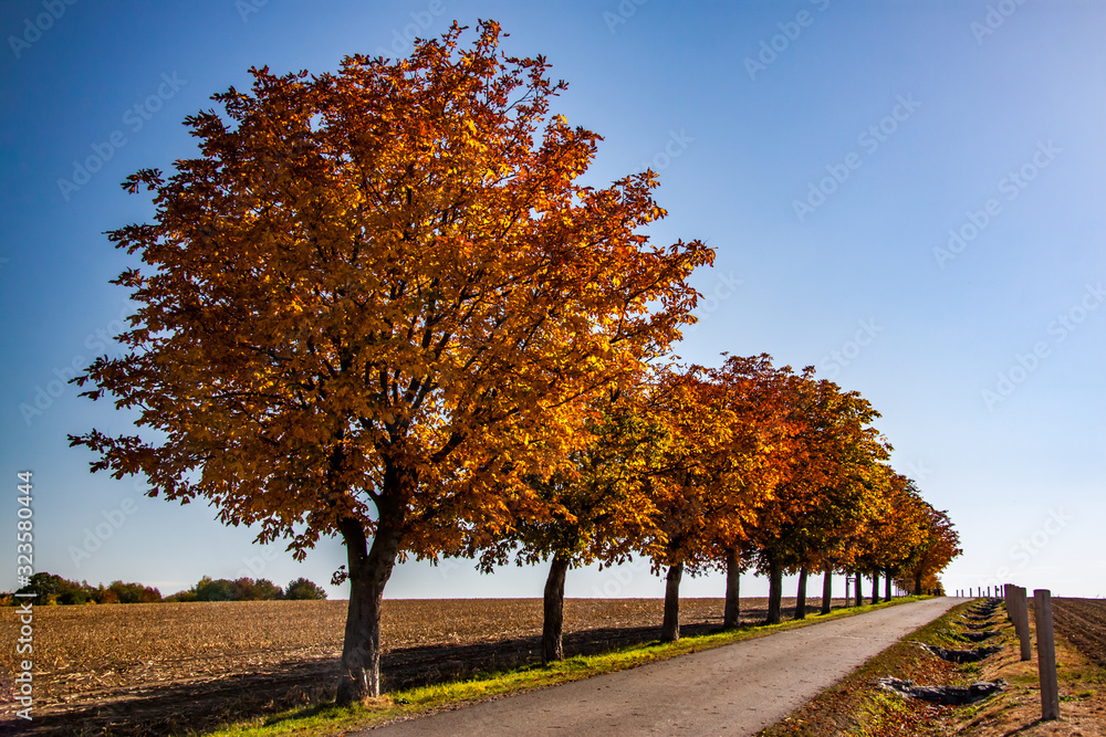 Fototapeta premium avenue of chestnut trees in autumn