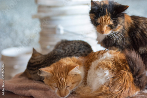 Three Sleeping Kittens Kitties Orange Tabby Calico.