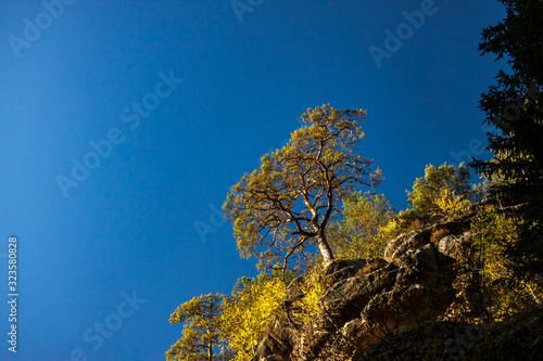single tree on the cliff