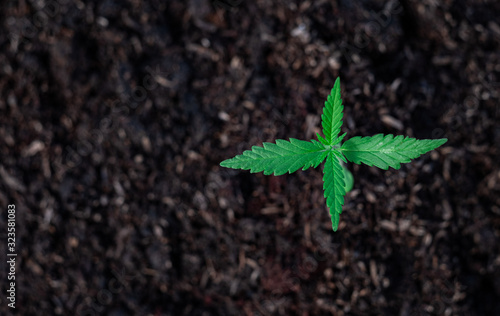 Top view Plant of a little cannabis seedling in the ground photo