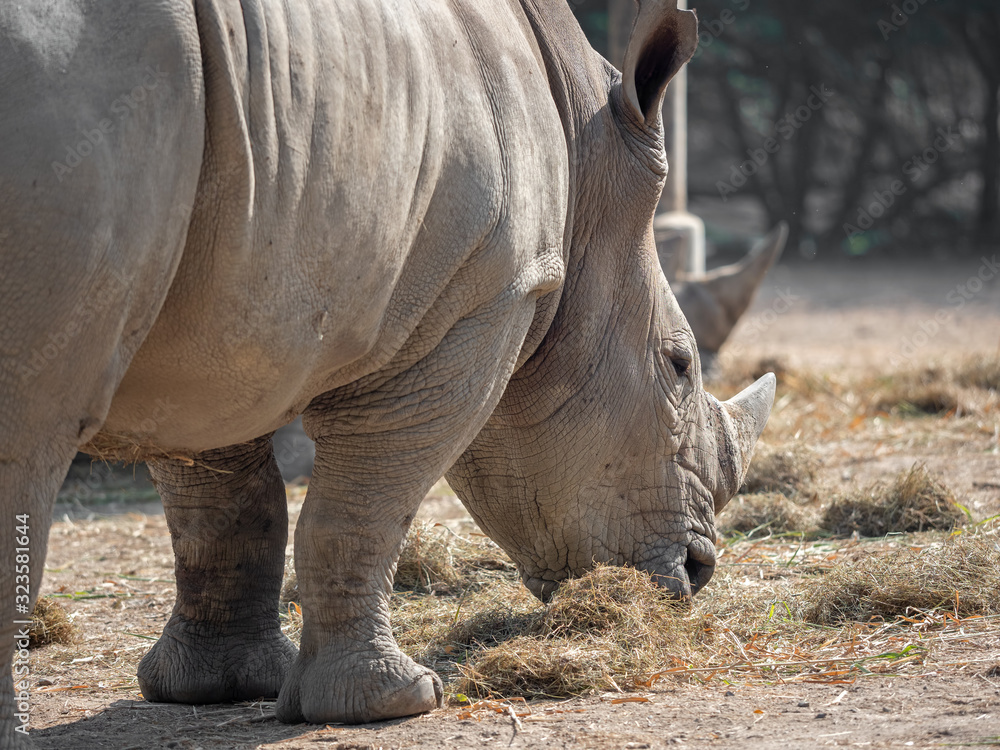 Fototapeta premium Close up White Rhinoceros is Eating Dry Grass