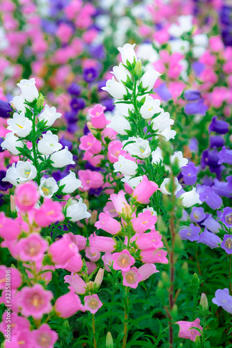 Beautiful spring background with Canterbury bellflower., Cascade of pink canterbury bells. Photo with selective focus and blurring.
