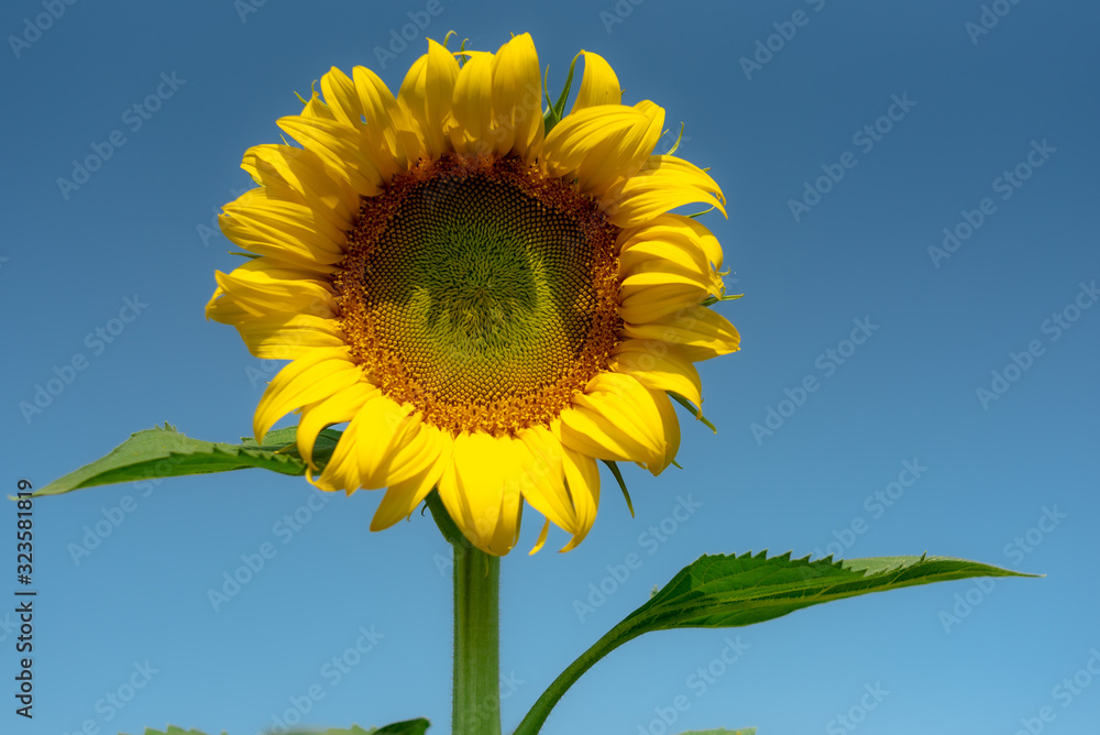 Close-up of sun flower against a blue sky., Sunflower natural background. Sunflower blooming. Photo with selective focus and blurring. Close-up of sun flower against a blue sky., Sunflower natural background. Sunflower blooming. Photo with selective focus and blurring.