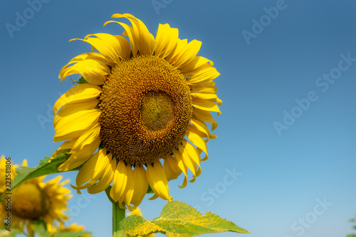 Fototapeta Naklejka Na Ścianę i Meble -  Close-up of sun flower against a blue sky., Sunflower natural background. Sunflower blooming. Photo with selective focus and blurring.
