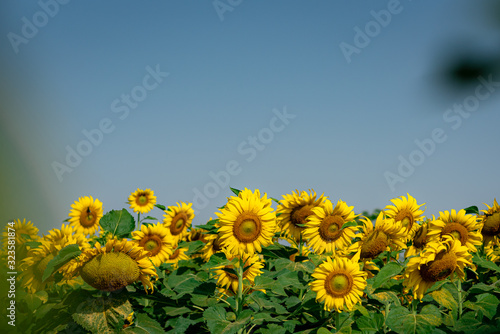 Close-up of sun flower against a blue sky.  Sunflower natural background. Sunflower blooming. Photo with selective focus and blurring.