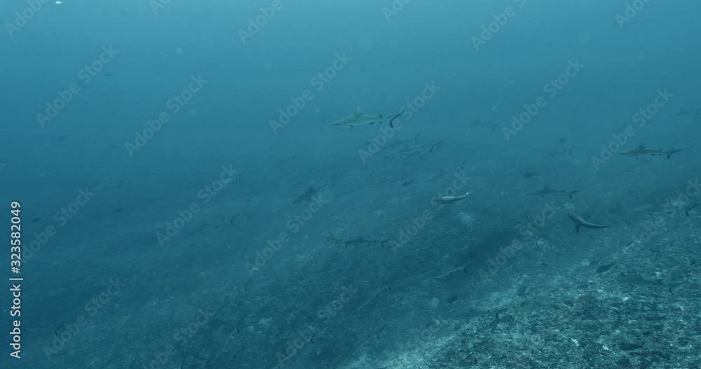 Grey shark wall in the Pacific Ocean. Underwater life with a lot of sharks swimming in the Sea. Diving in the clear water. Grey shark wall in the Pacific Ocean. Underwater life with a lot of sharks swimming in the Sea. Diving in the clear water.