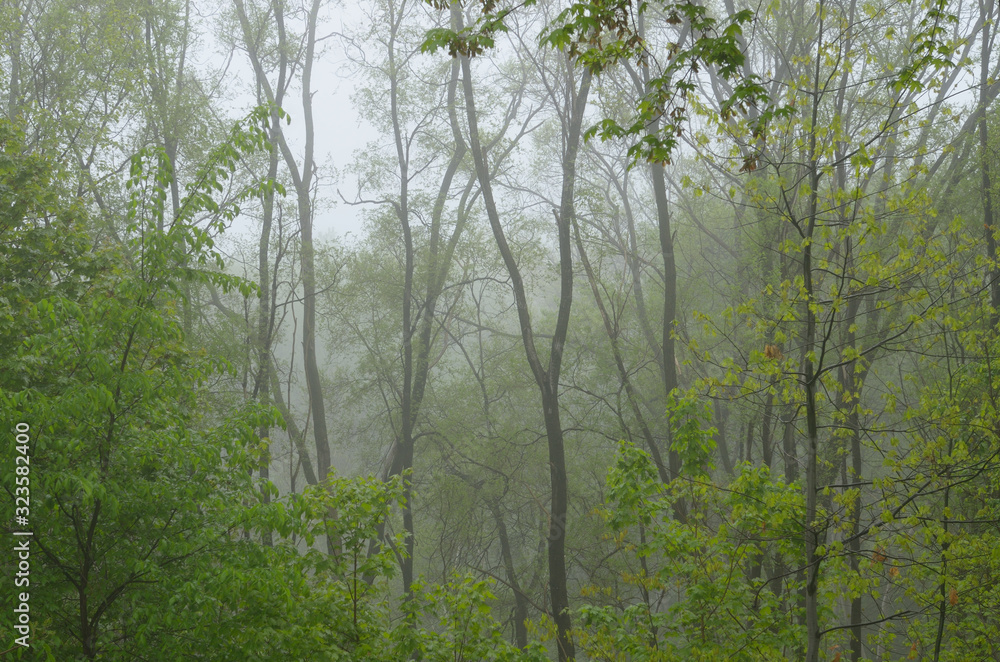 Fototapeta premium View of trees in a forest on a foggy morning