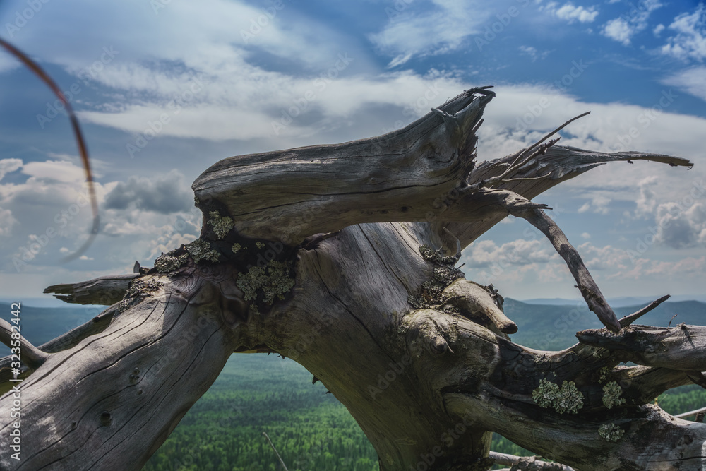 Fototapeta premium Natural landscape- alpine meadows Taganay