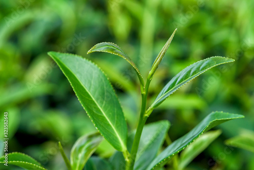 Fresh tea leafs in plantation.