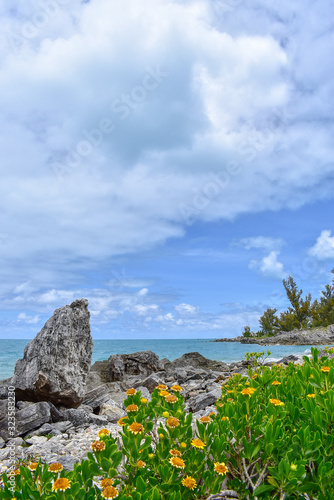 Rocas y Flores de una Playa de Bermuda