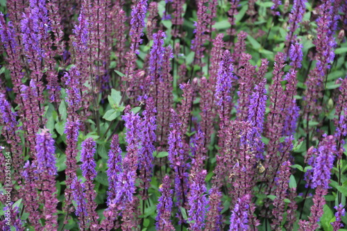 Field Of Blooms  U of A Botanic Gardens  Devon  Alberta