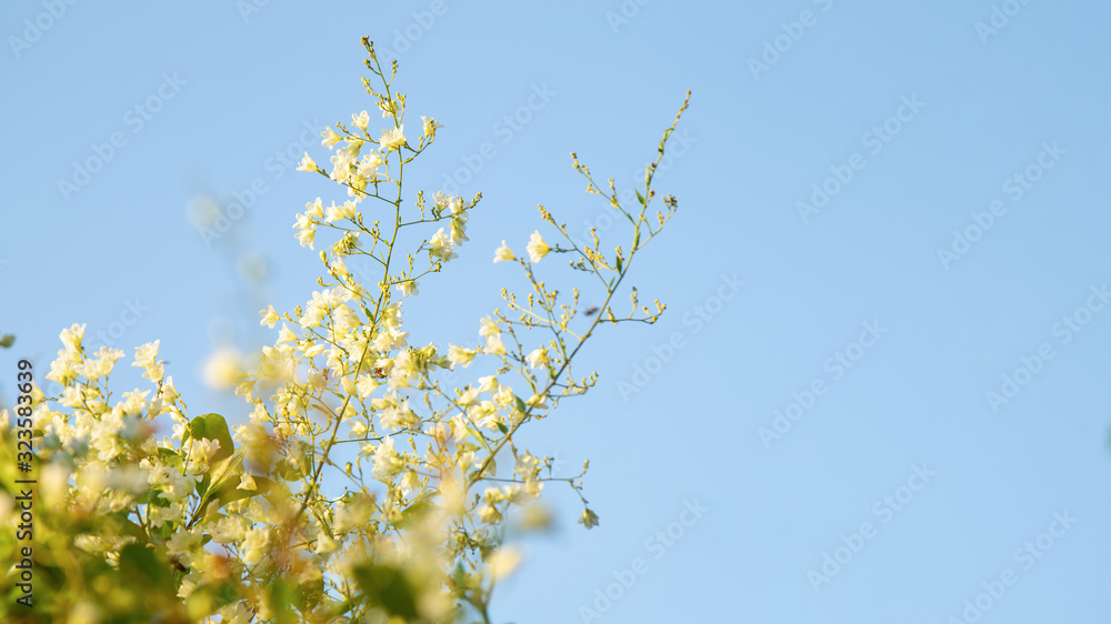 Close up snow vine or Cascading flowers blooming with sky background. Close up snow vine or Cascading flowers blooming with sky background.