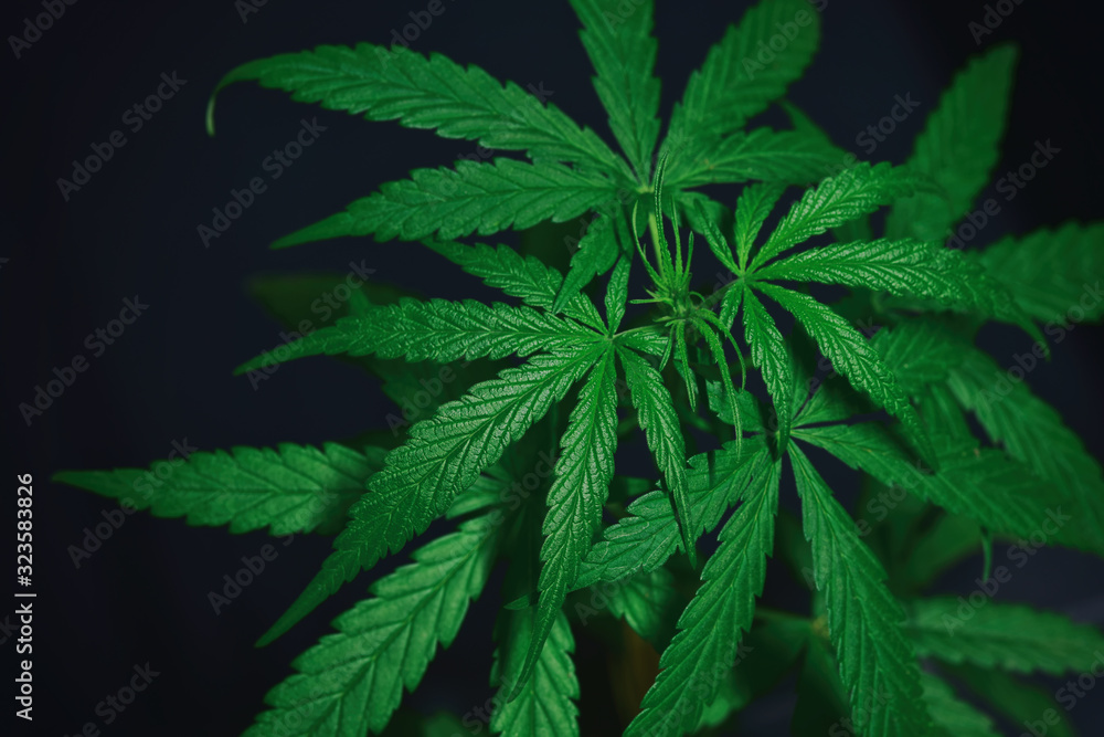 Marijuana leaves, cannabis on a dark background, beautiful background, indoor cultivation For medical use. Selected focus Marijuana leaves, cannabis on a dark background, beautiful background, indoor cultivation For medical use. Selected focus