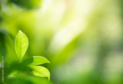 Beautiful nature view of green leaf on blurred greenery background in garden and sunlight with copy space using as background natural green plants landscape, ecology, fresh wallpaper concept.