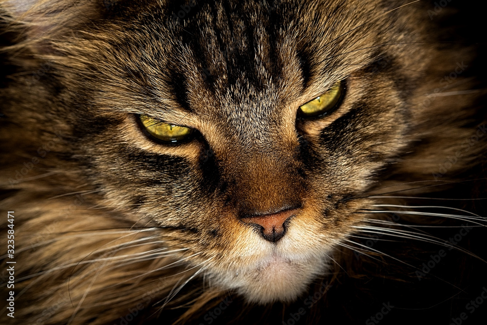 Portrait of a cat. Maine Coon with green eyes close-up