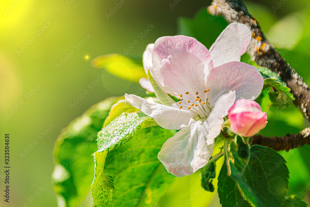 Obraz premium flowers in spring on a blooming Apple tree