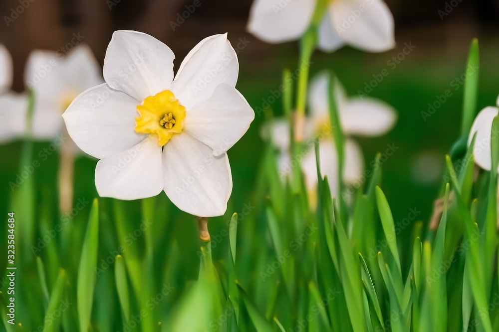 Beautiful White and yellow daffodils. Yellow and white narcissuses in a garden. Soft focus Beautiful White and yellow daffodils. Yellow and white narcissuses in a garden. Soft focus