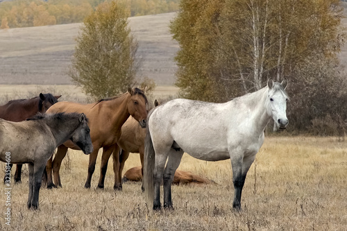 The herd of horses in autumn on pasture, grazing horses photo