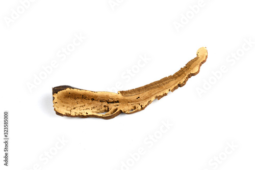 Dried lingzhi mushroom ganoderma with perforated moth © sumaetho