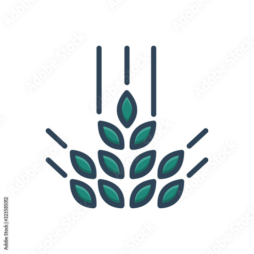 Color illustration icon for cereal wheat 