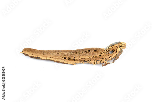Dried lingzhi mushroom ganoderma with perforated moth