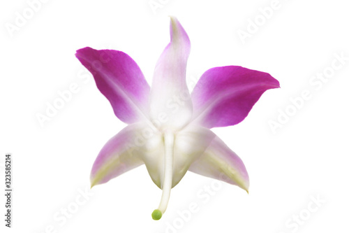 Fototapeta Naklejka Na Ścianę i Meble -  Purple White Orchid flowers blossom isolated on a white