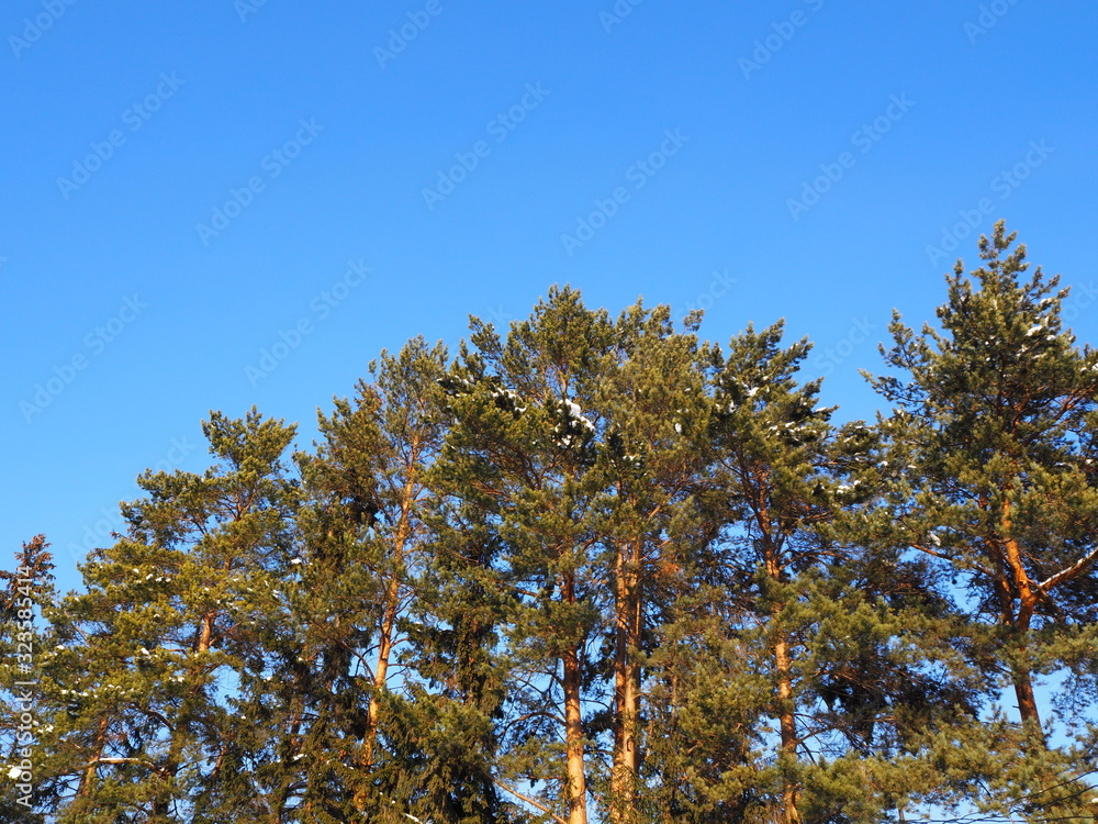 Fototapeta premium Sky and forest