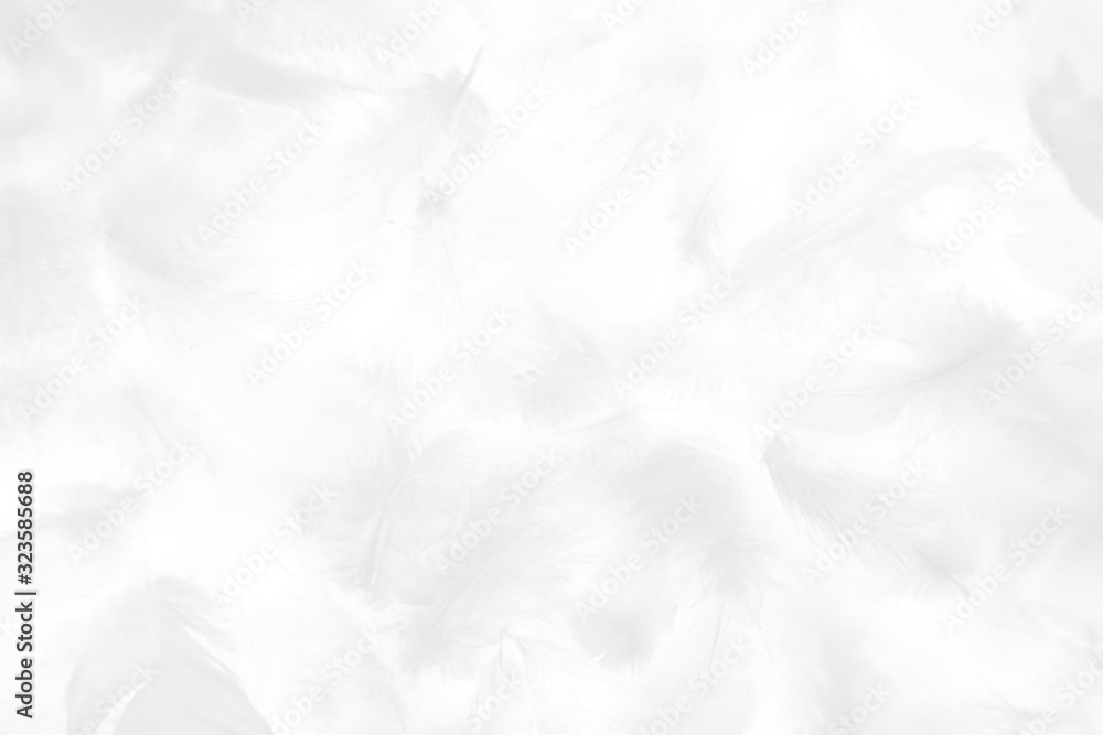 Beautiful abstract colorful gray and white feathers on white background and soft pink feather texture on white pattern and light pink background valentine day Beautiful abstract colorful gray and white feathers on white background and soft pink feather texture on white pattern and light pink background valentine day