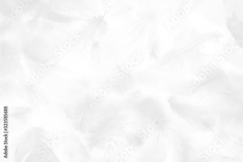 Beautiful abstract colorful gray and white feathers on white background and soft pink feather texture on white pattern and light pink background valentine day