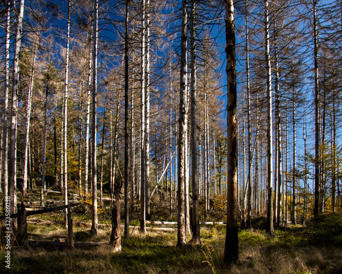 bark beetle - dead forest in the saxon switzerland photo