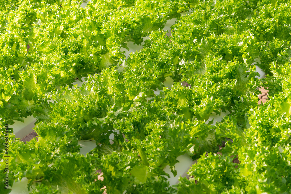 Fresh organic green oak lettuce vegetable plant farm Fresh organic green oak lettuce vegetable plant farm