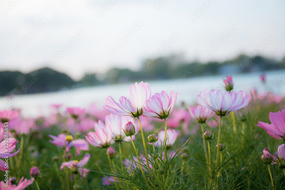 Obraz premium Pink cosmos in winter.