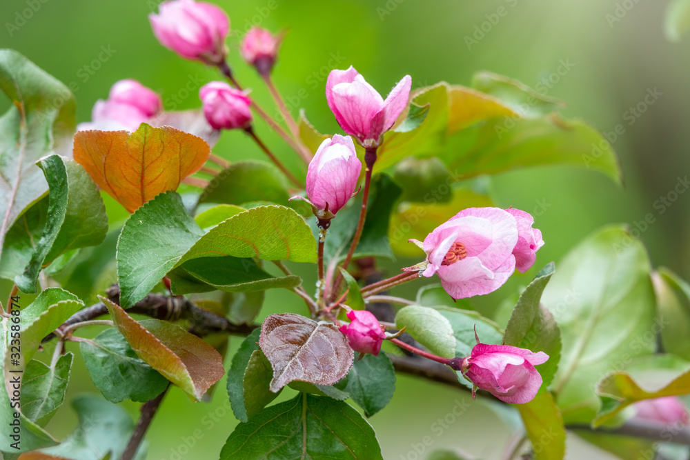 Fresh pink flowers of a blossoming apple tree in sunset light Fresh pink flowers of a blossoming apple tree in sunset light