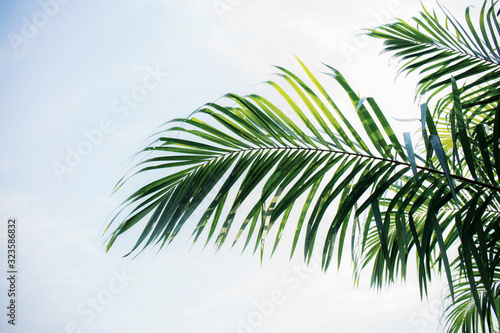 Palm leaves with blue sky. © RK1919