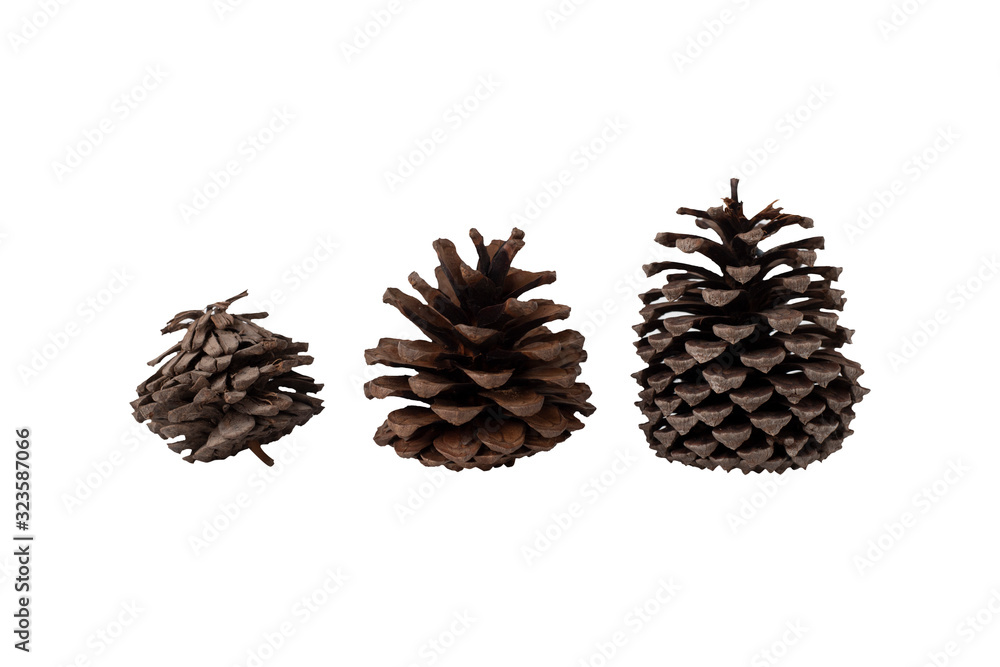Pine cone isolated on a completely white background. Pine cone isolated on a completely white background.