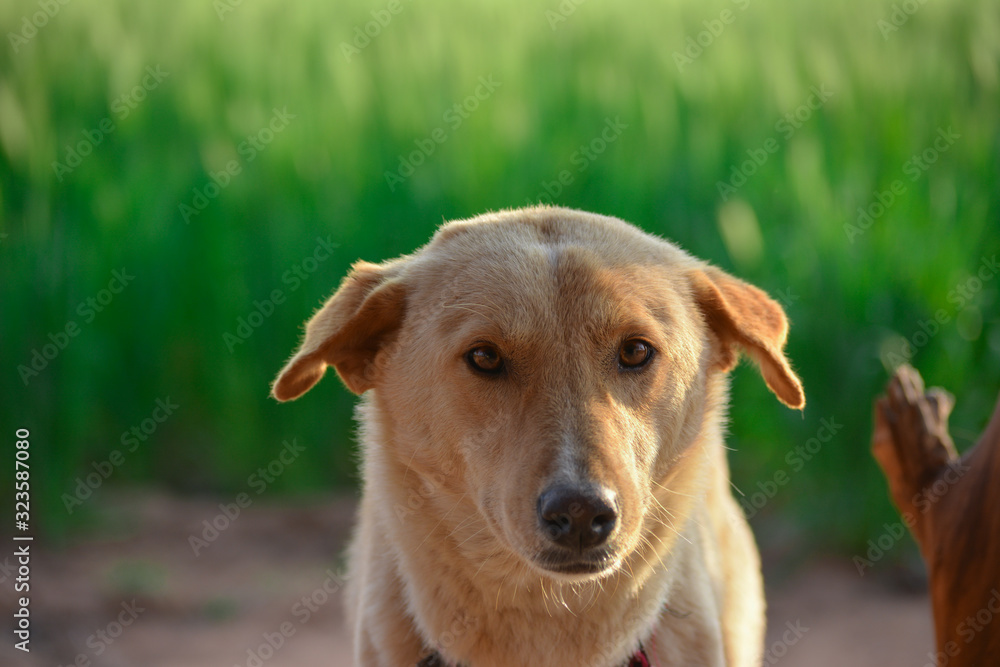 Amazing portrait of young dog during sunset. This is a very loving and wonderful family pet. Amazing portrait of young dog during sunset. This is a very loving and wonderful family pet.