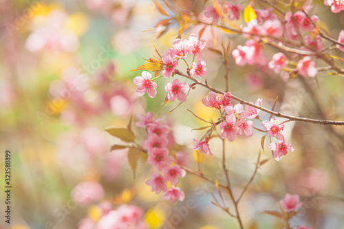 Soft pastel style with Pink Cherry blossom flower on blur Soft Background 
