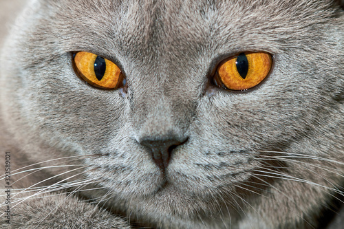 British cat portrait. Closeup, selective focus.