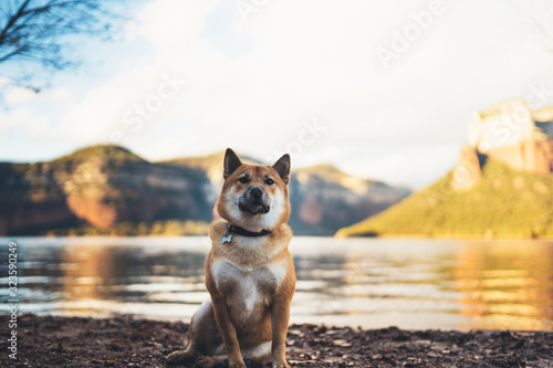  single dog close up walk sits on background mount landscape, tourist red shiba inu leisure on lake, pet travel on nature, vacation trip concept copy space