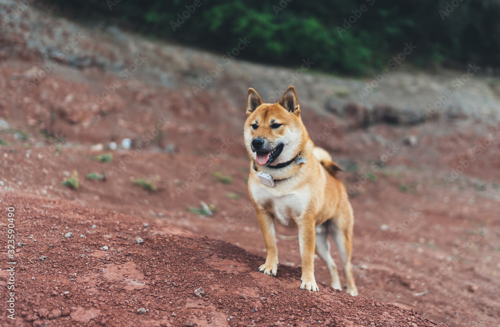  single dog smile close up walk on background landscape,  tourist red shiba inu leisure on lake, hiker sad pet travel on nature, vacation trip concept