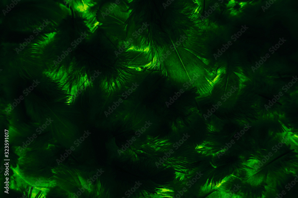 Beautiful abstract colorful black and green feathers on black background and soft yellow feather texture on dark pattern and blue background, colorful feather, green banners