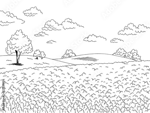 Rape field flower graphic black white landscape sketch illustration vector