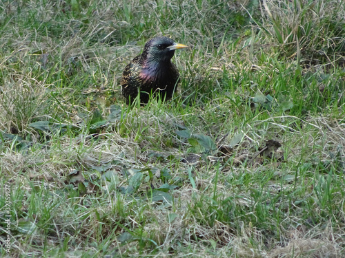 young starling among spring grass