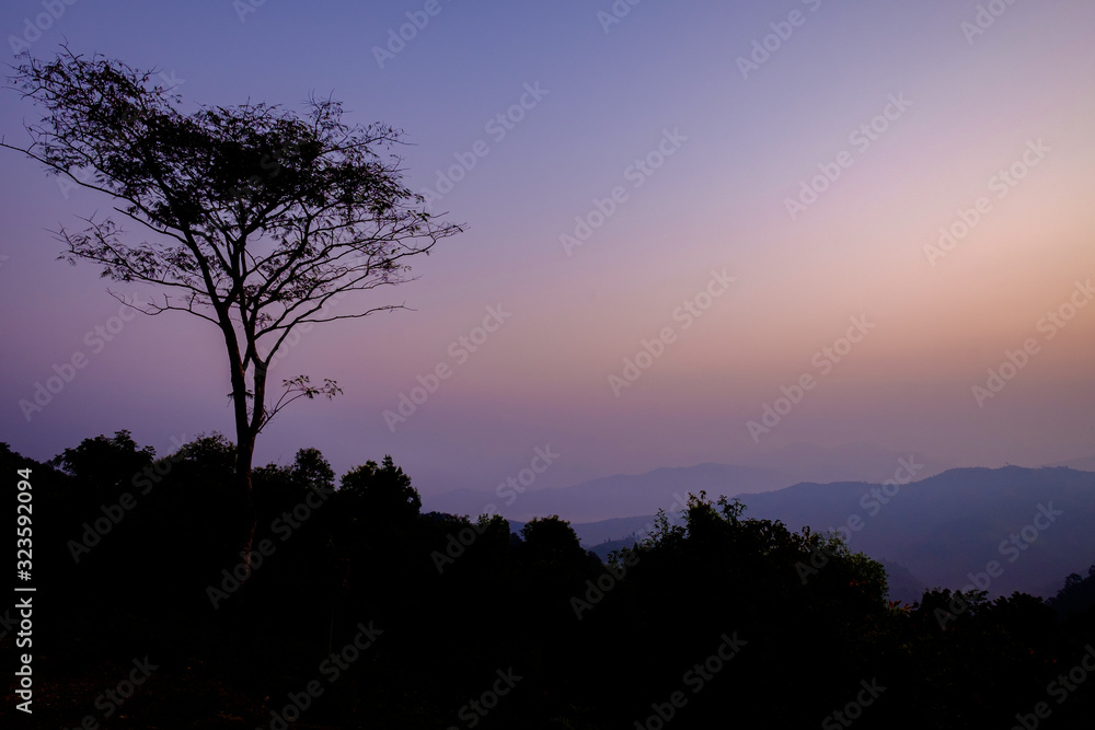 silhouette of a tree at sunrise